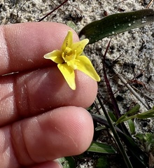 Caladenia flava