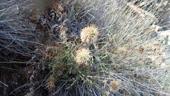 Echinops spinosissimus bithynicus