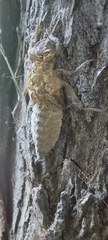 Gomphidae