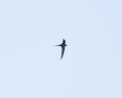 Cypsiurus parvus