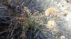 Echinops spinosissimus bithynicus