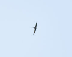 Cypsiurus parvus