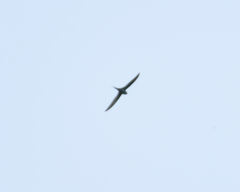 Cypsiurus parvus