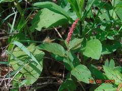 Acalypha phleoides