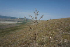 Nepeta parviflora