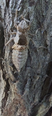 Gomphidae