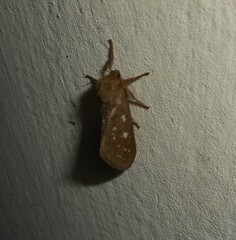 Pharmacis aemilianus