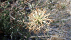 Echinops spinosissimus bithynicus