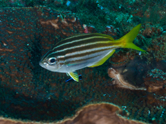 Atypichthys strigatus