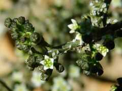 Thesium nigroperianthum