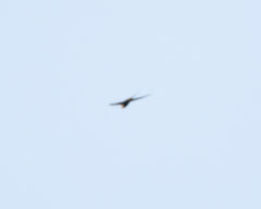Cypsiurus parvus