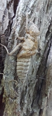 Gomphidae