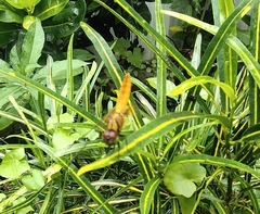 Aethriamanta brevipennis