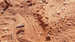 Camponotus aurocinctus