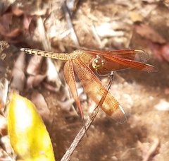 Neurothemis