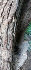 Gomphidae