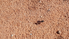 Camponotus aurocinctus