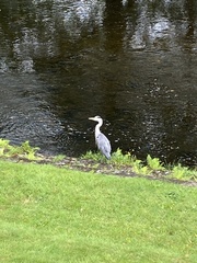 Ardea cinerea cinerea