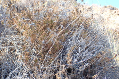 Helichrysum stoechas