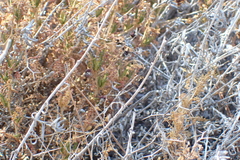 Helichrysum stoechas