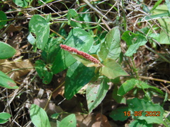 Acalypha phleoides