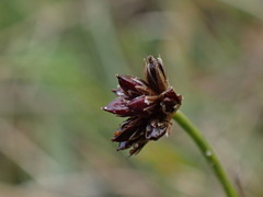 Juncus alpinoarticulatus