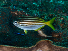 Labroides dimidiatus