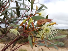 Eucalyptus sporadica