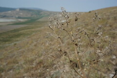 Nepeta parviflora