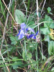 Gentianopsis ciliata