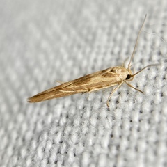 Stathmopoda