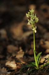 Orchis provincialis