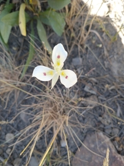 Calochortus eurycarpus