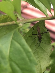 Coreoidea