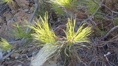 Pinus brutia