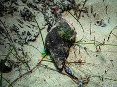 Australaria australasia