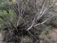 Eucalyptus sporadica