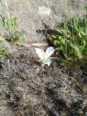 Calochortus eurycarpus