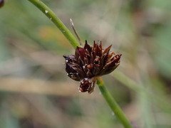 Juncus alpinoarticulatus