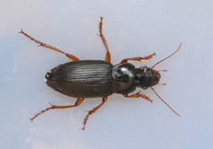Harpalus rufipes
