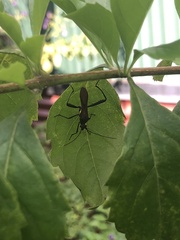 Coreoidea