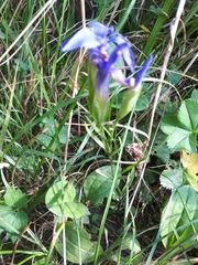 Gentianopsis ciliata