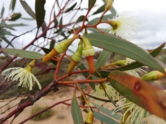 Eucalyptus sporadica