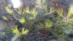 Pinus brutia