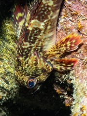 Bovichtus angustifrons