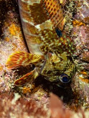 Bovichtus angustifrons