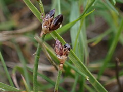 Juncus alpinoarticulatus
