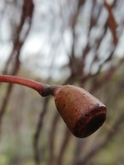 Eucalyptus sporadica