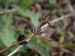 Juncus alpinoarticulatus
