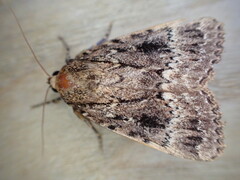 Amphipyra pyramidea
